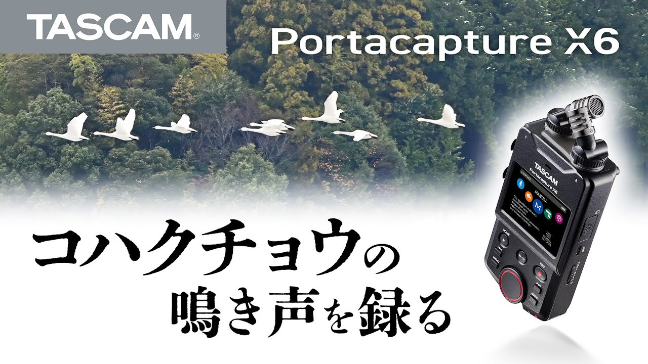 【Portacapture X6】 コハクチョウの鳴き声を録る～島根県安来市～ 32ビットフロート録音